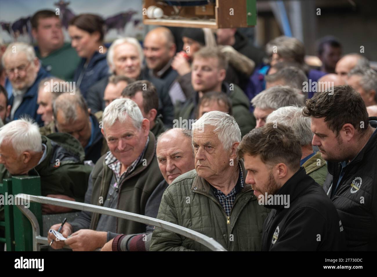 Les agriculteurs vendent des béliers et la vente Blue Faced Leicester au magasin Hawes Auction dans le North Yorkshire, Royaume-Uni. Banque D'Images