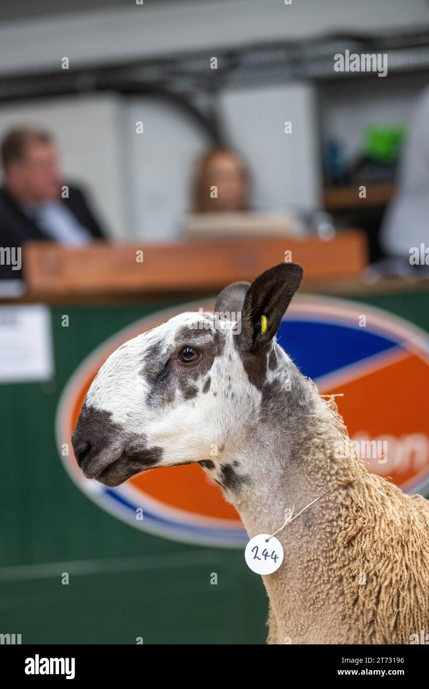 Les agriculteurs vendent des béliers et la vente Blue Faced Leicester au magasin Hawes Auction dans le North Yorkshire, Royaume-Uni. Banque D'Images