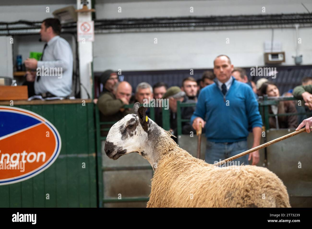Les agriculteurs vendent des béliers et la vente Blue Faced Leicester au magasin Hawes Auction dans le North Yorkshire, Royaume-Uni. Banque D'Images