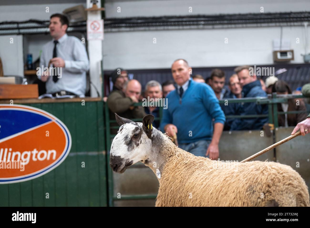 Les agriculteurs vendent des béliers et la vente Blue Faced Leicester au magasin Hawes Auction dans le North Yorkshire, Royaume-Uni. Banque D'Images