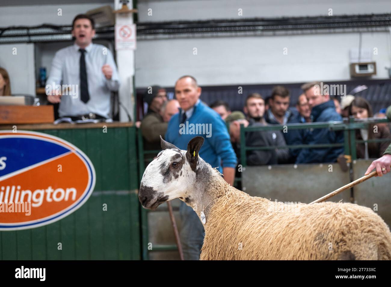 Les agriculteurs vendent des béliers et la vente Blue Faced Leicester au magasin Hawes Auction dans le North Yorkshire, Royaume-Uni. Banque D'Images