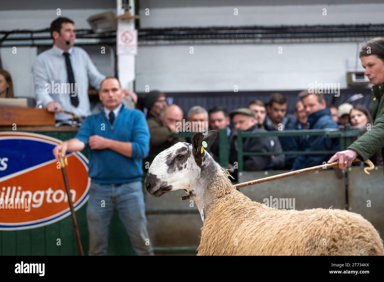 Les agriculteurs vendent des béliers et la vente Blue Faced Leicester au magasin Hawes Auction dans le North Yorkshire, Royaume-Uni. Banque D'Images