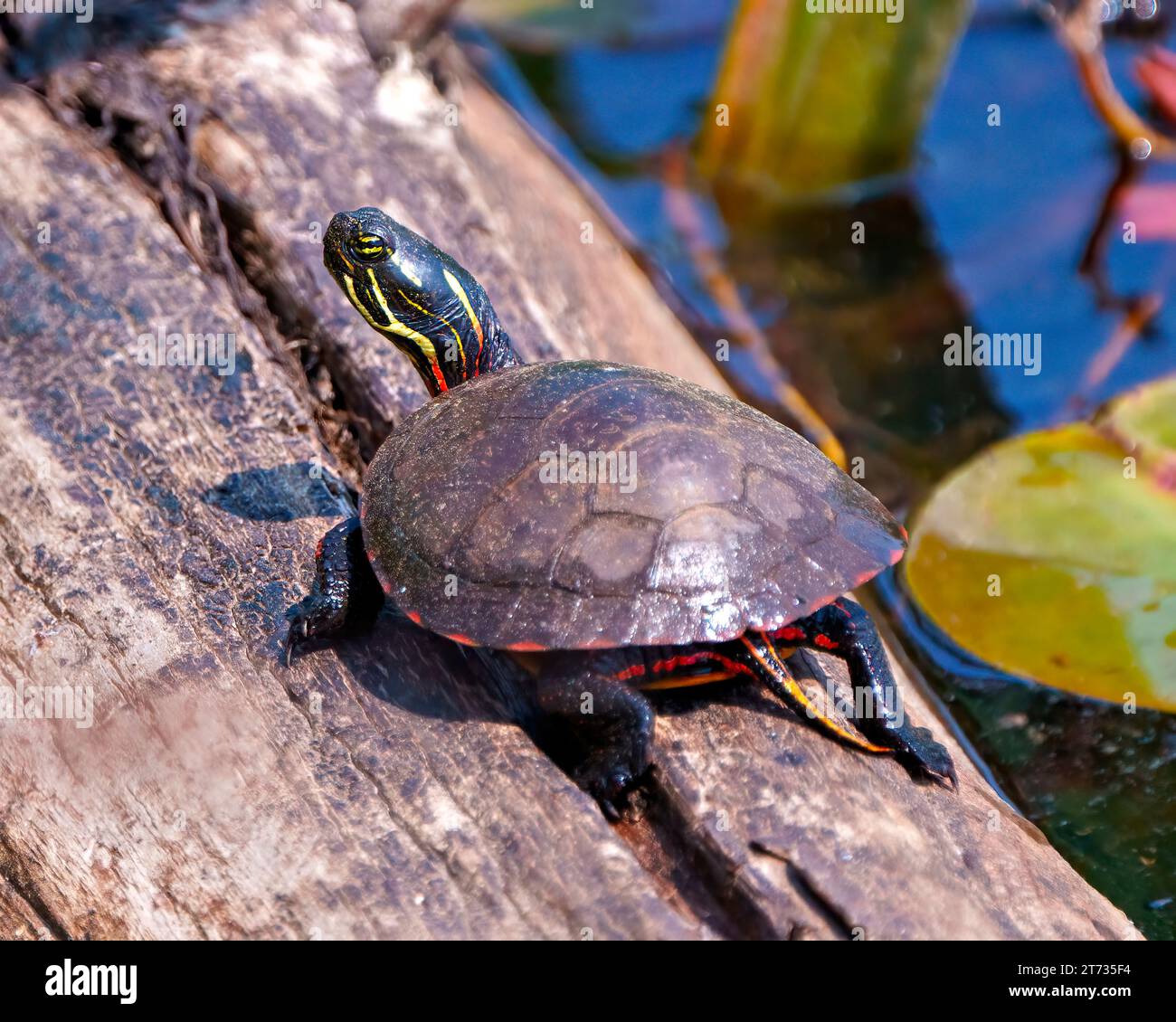 Tortue peinte reposant sur une bûche de mousse dans l'étang avec de la mousse de nappe d'eau de lys et affichant sa carapace de tortue, sa tête, ses pattes dans son environnement et son habitat. Banque D'Images