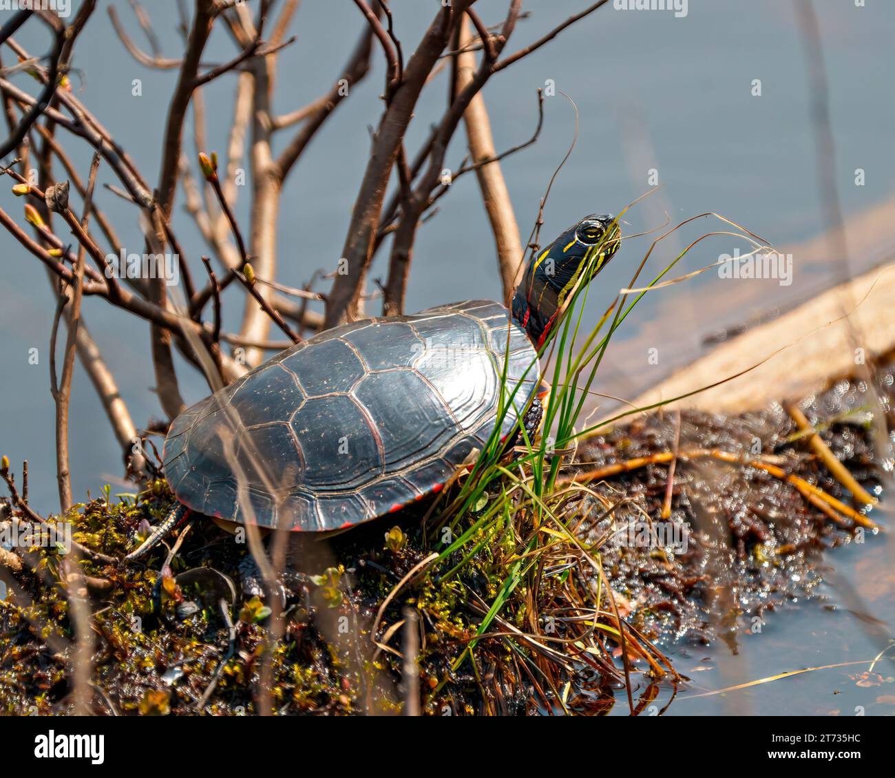 Vue de côté de tortue peinte en gros plan reposant sur une bûche de mousse dans l'étang avec la végétation des marais et affichant sa carapace de tortue, tête, pattes. Banque D'Images