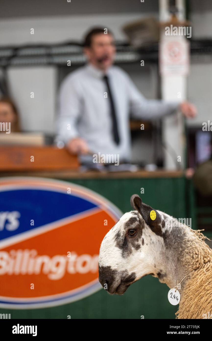 Les agriculteurs vendent des béliers et la vente Blue Faced Leicester au magasin Hawes Auction dans le North Yorkshire, Royaume-Uni. Banque D'Images