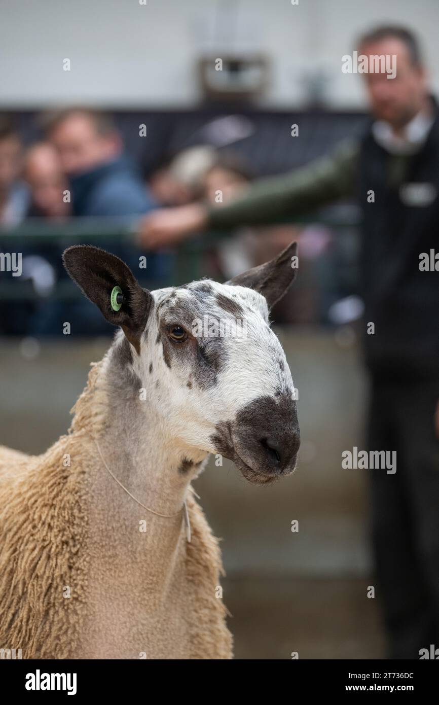 Les agriculteurs vendent des béliers et la vente Blue Faced Leicester au magasin Hawes Auction dans le North Yorkshire, Royaume-Uni. Banque D'Images