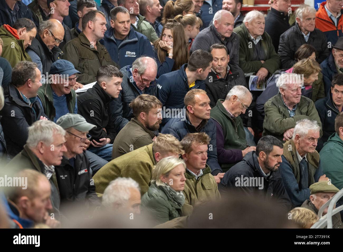 Les agriculteurs vendent des béliers et la vente Blue Faced Leicester au magasin Hawes Auction dans le North Yorkshire, Royaume-Uni. Banque D'Images