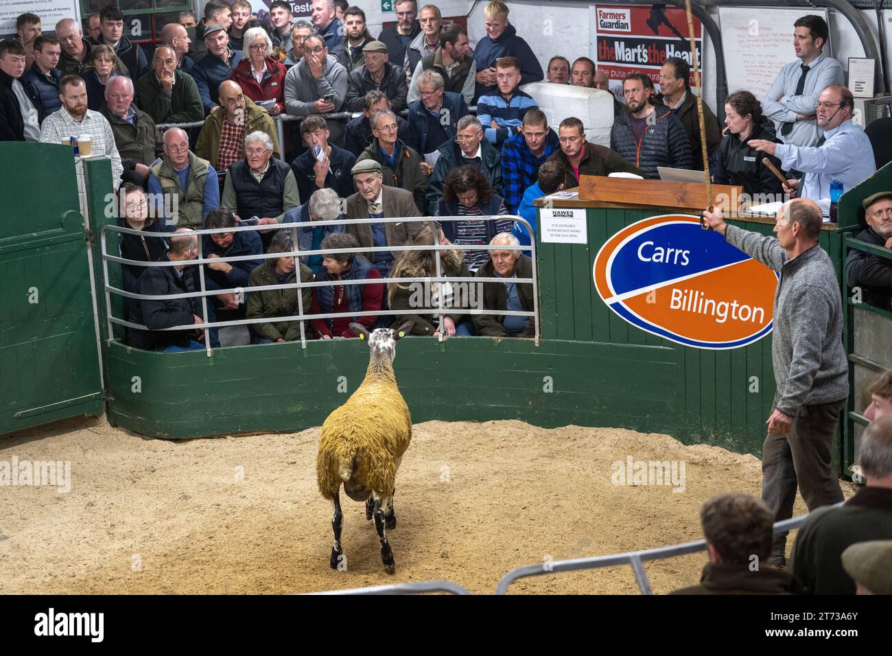 Les agriculteurs vendent des béliers et la vente Blue Faced Leicester au magasin Hawes Auction dans le North Yorkshire, Royaume-Uni. Banque D'Images