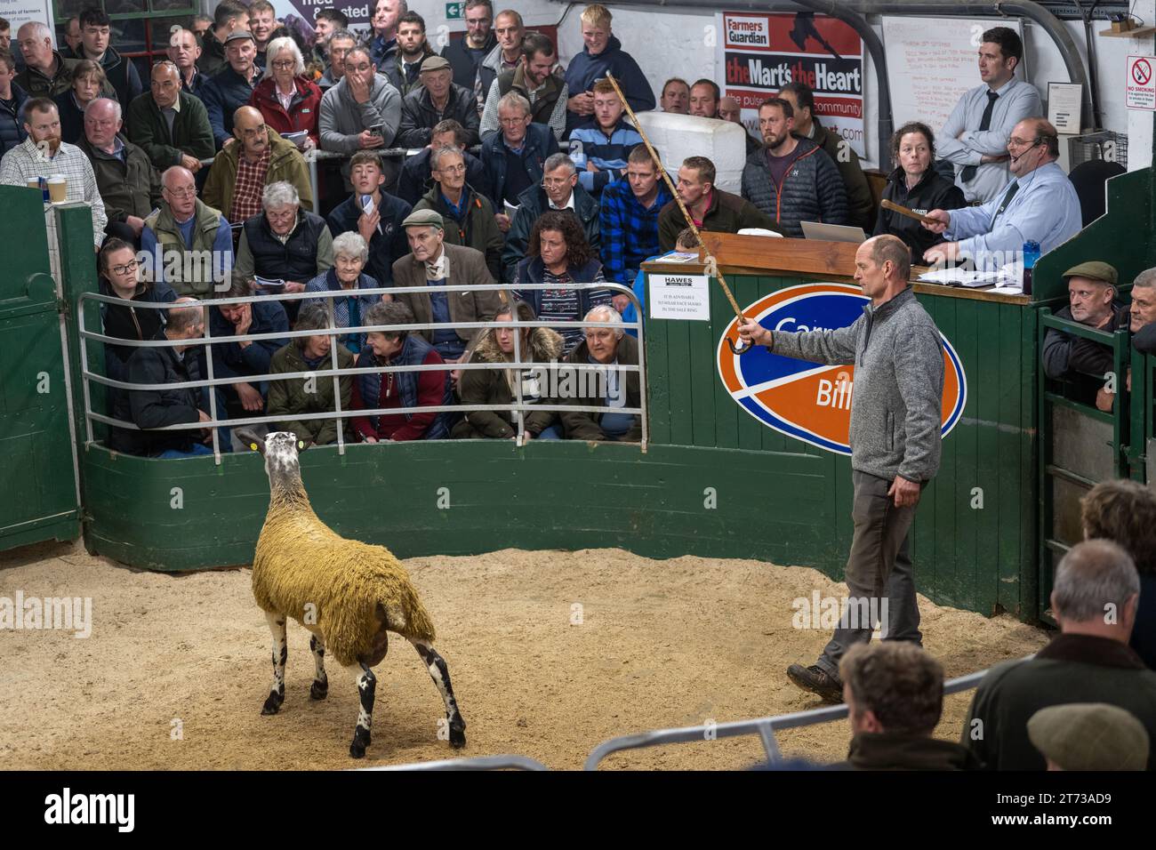 Les agriculteurs vendent des béliers et la vente Blue Faced Leicester au magasin Hawes Auction dans le North Yorkshire, Royaume-Uni. Banque D'Images