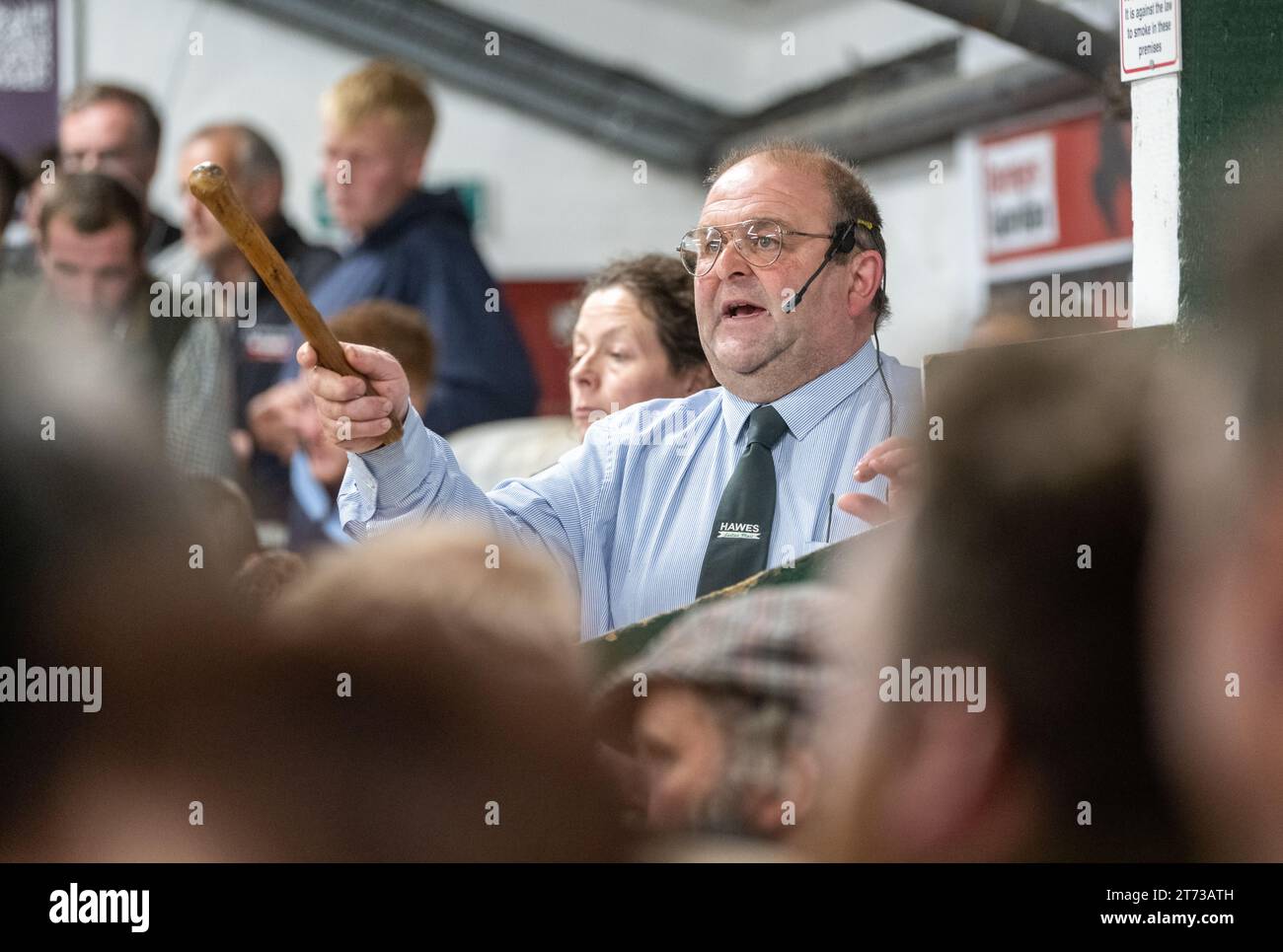 Les agriculteurs vendent des béliers et la vente Blue Faced Leicester au magasin Hawes Auction dans le North Yorkshire, Royaume-Uni. Banque D'Images