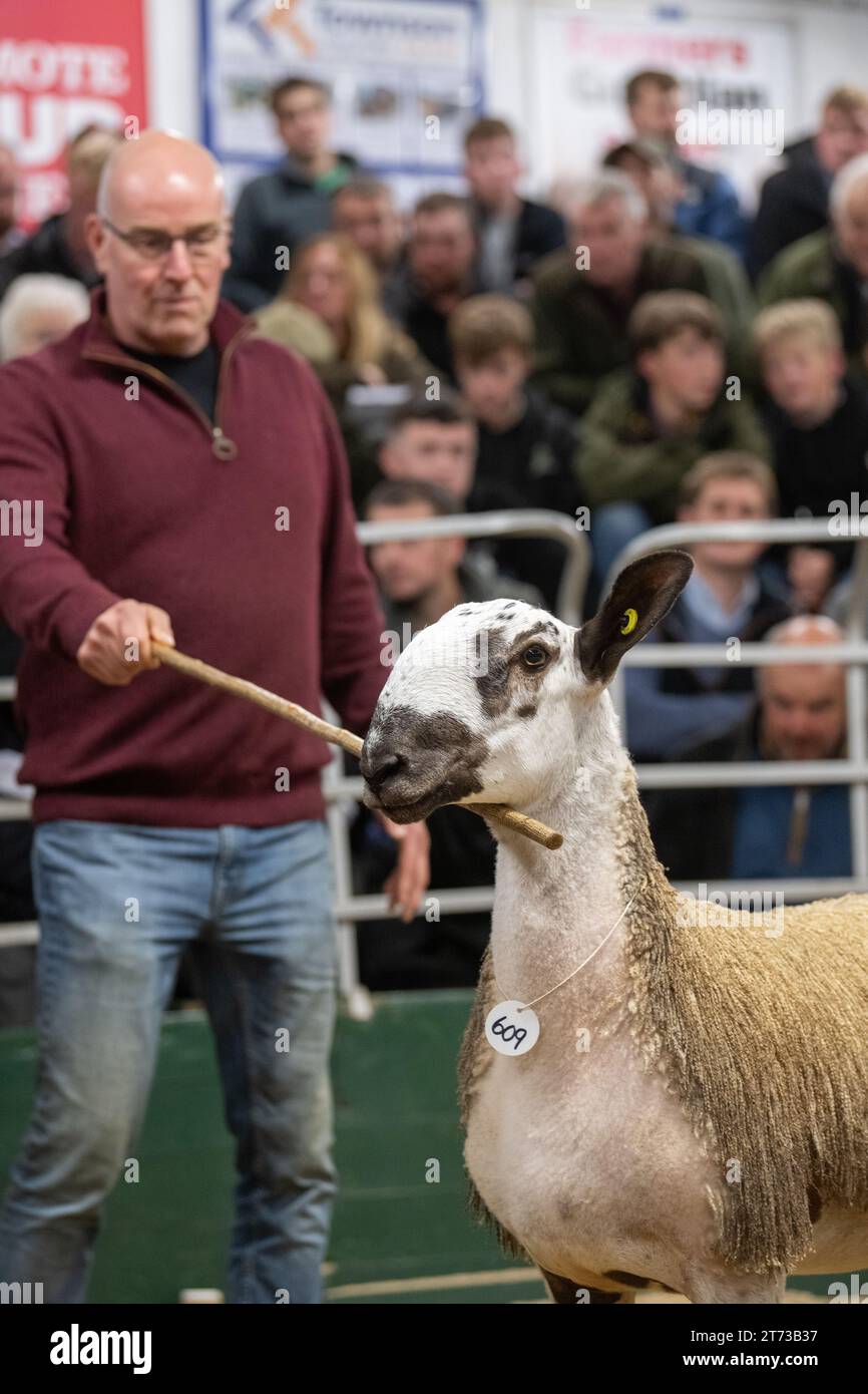 Les agriculteurs vendent des béliers et la vente Blue Faced Leicester au magasin Hawes Auction dans le North Yorkshire, Royaume-Uni. Banque D'Images