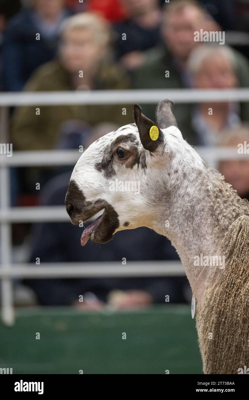 Les agriculteurs vendent des béliers et la vente Blue Faced Leicester au magasin Hawes Auction dans le North Yorkshire, Royaume-Uni. Banque D'Images