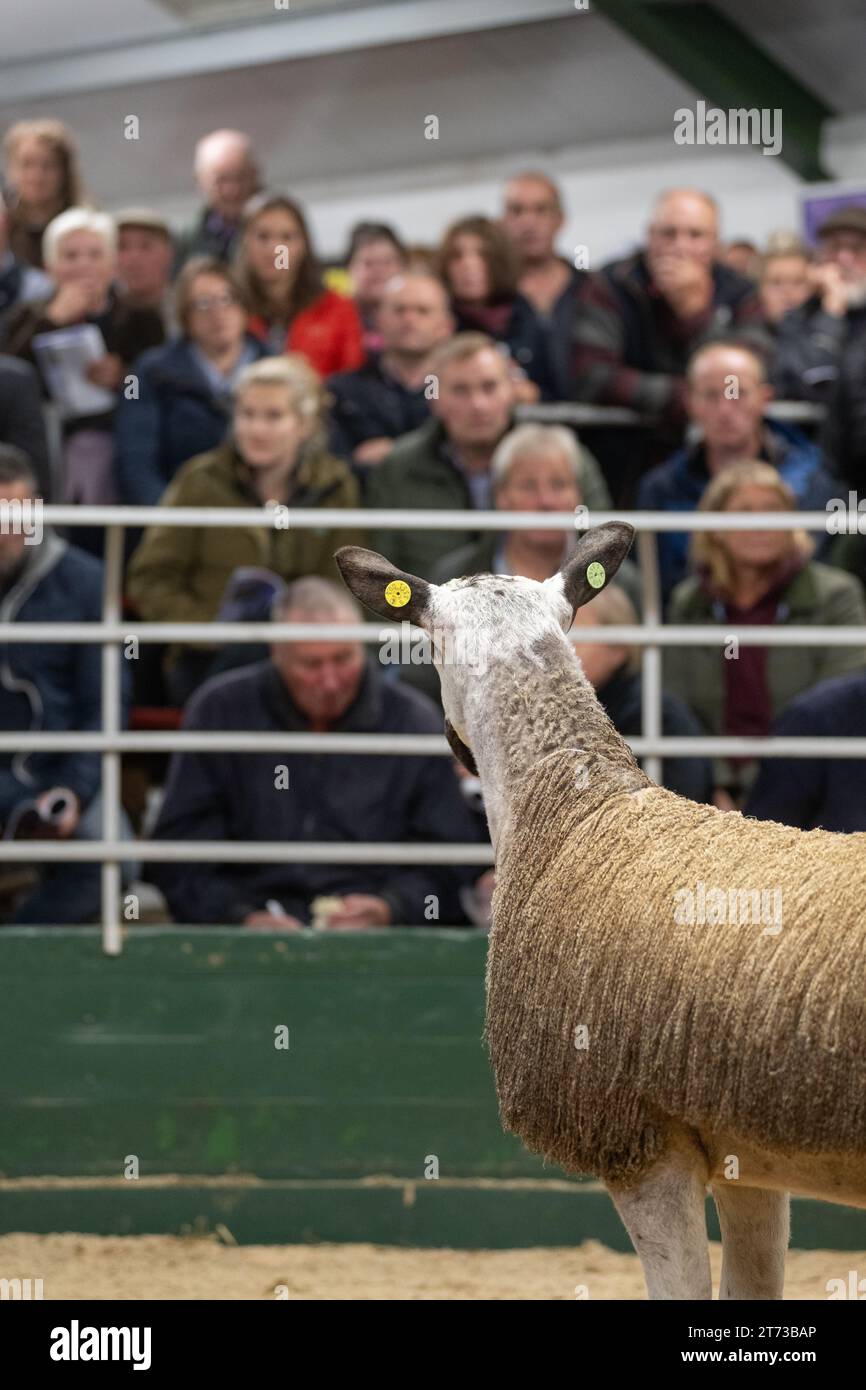 Les agriculteurs vendent des béliers et la vente Blue Faced Leicester au magasin Hawes Auction dans le North Yorkshire, Royaume-Uni. Banque D'Images