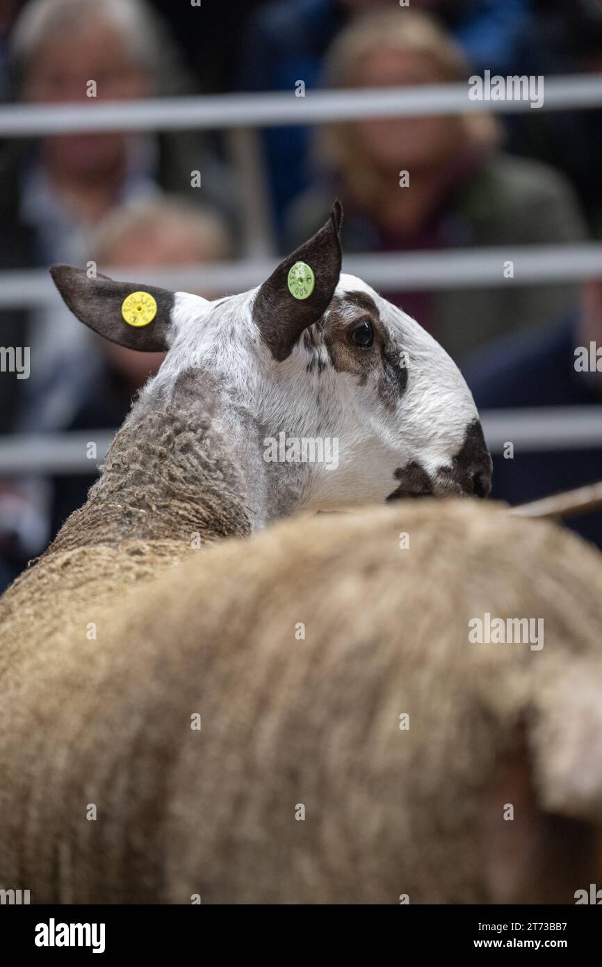 Les agriculteurs vendent des béliers et la vente Blue Faced Leicester au magasin Hawes Auction dans le North Yorkshire, Royaume-Uni. Banque D'Images