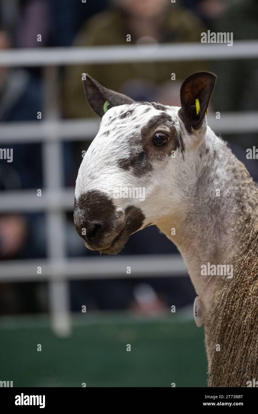 Les agriculteurs vendent des béliers et la vente Blue Faced Leicester au magasin Hawes Auction dans le North Yorkshire, Royaume-Uni. Banque D'Images