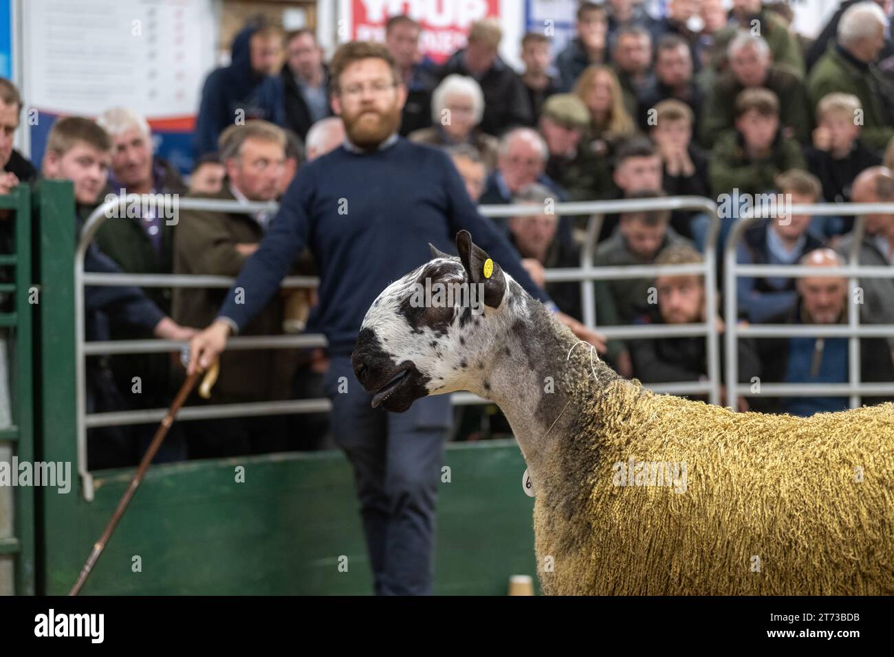 Les agriculteurs vendent des béliers et la vente Blue Faced Leicester au magasin Hawes Auction dans le North Yorkshire, Royaume-Uni. Banque D'Images