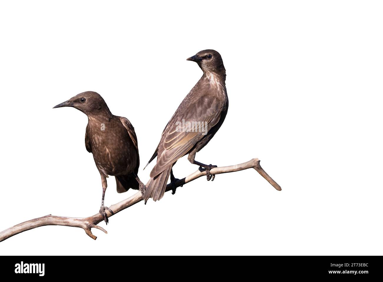 starlings, paire assis sur une branche isolat sur blanc Banque D'Images