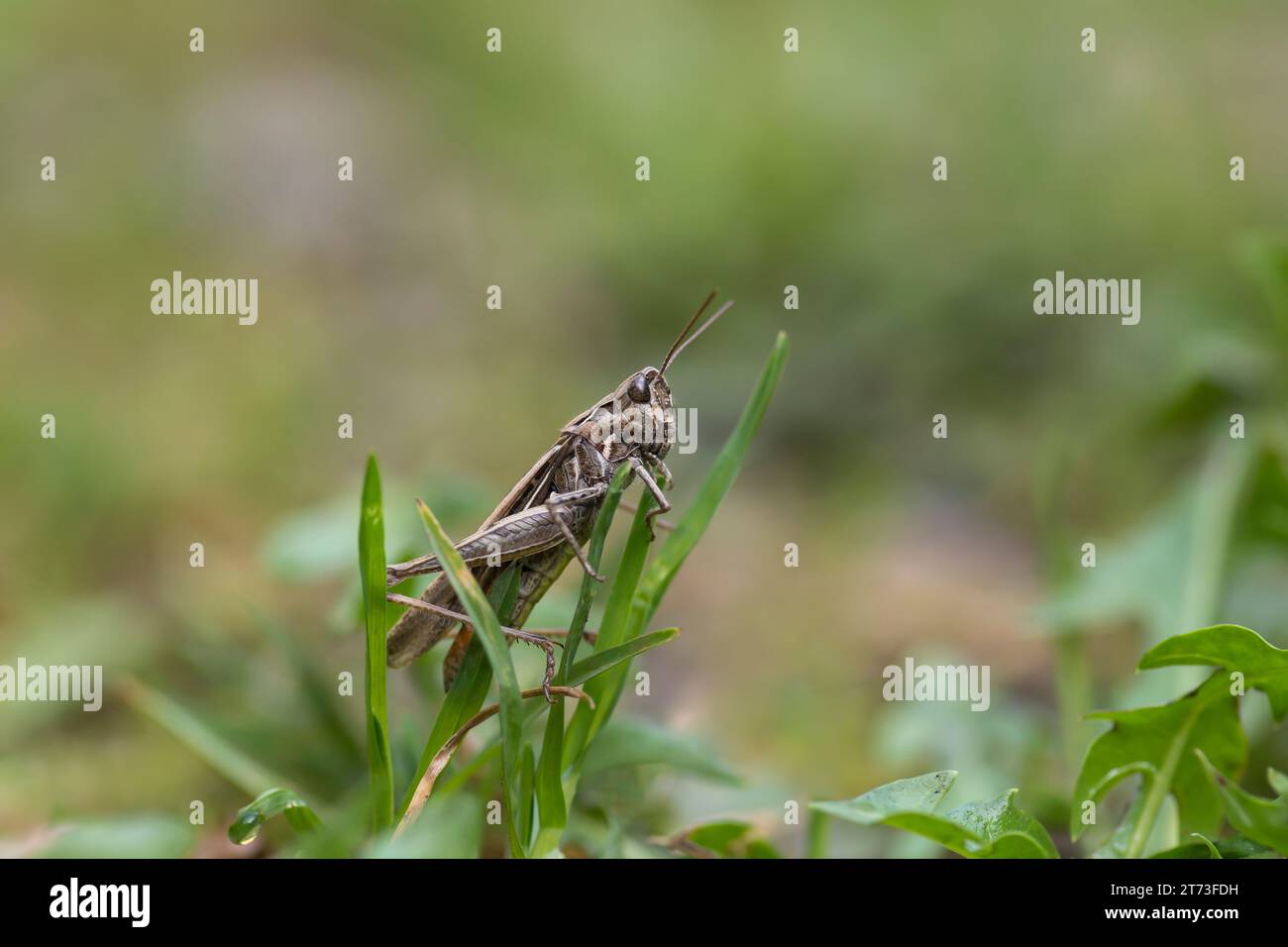 Common Field Grasshopper perché sur un brin d'herbe, août Banque D'Images