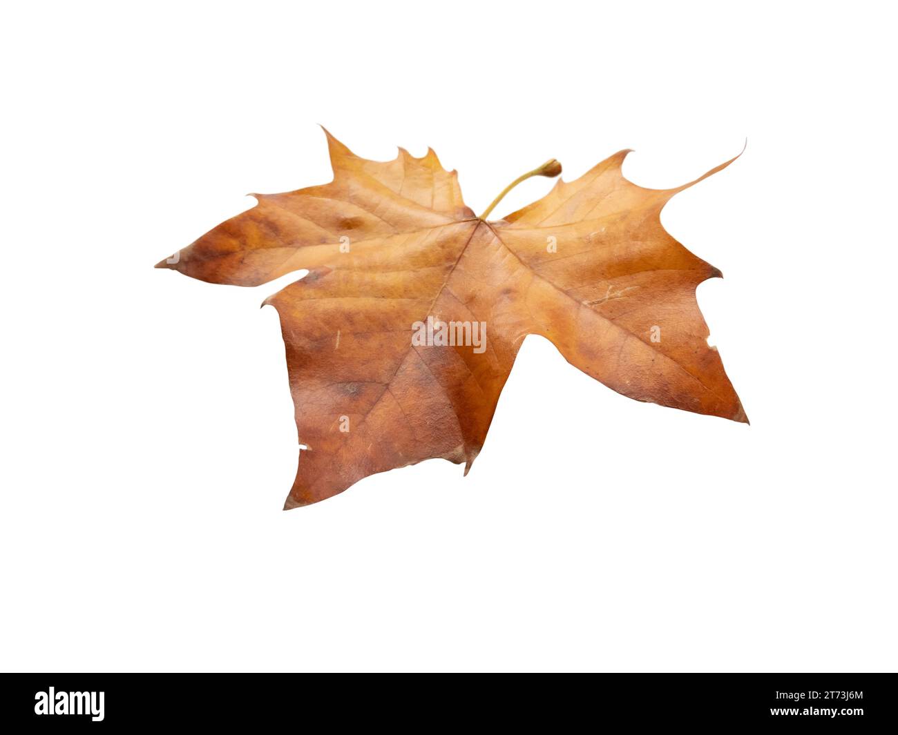 Arbre Sycomore automne feuille brune sèche isolée sur fond blanc. Platanus orientalis ou feuillage de chute de platane. Banque D'Images