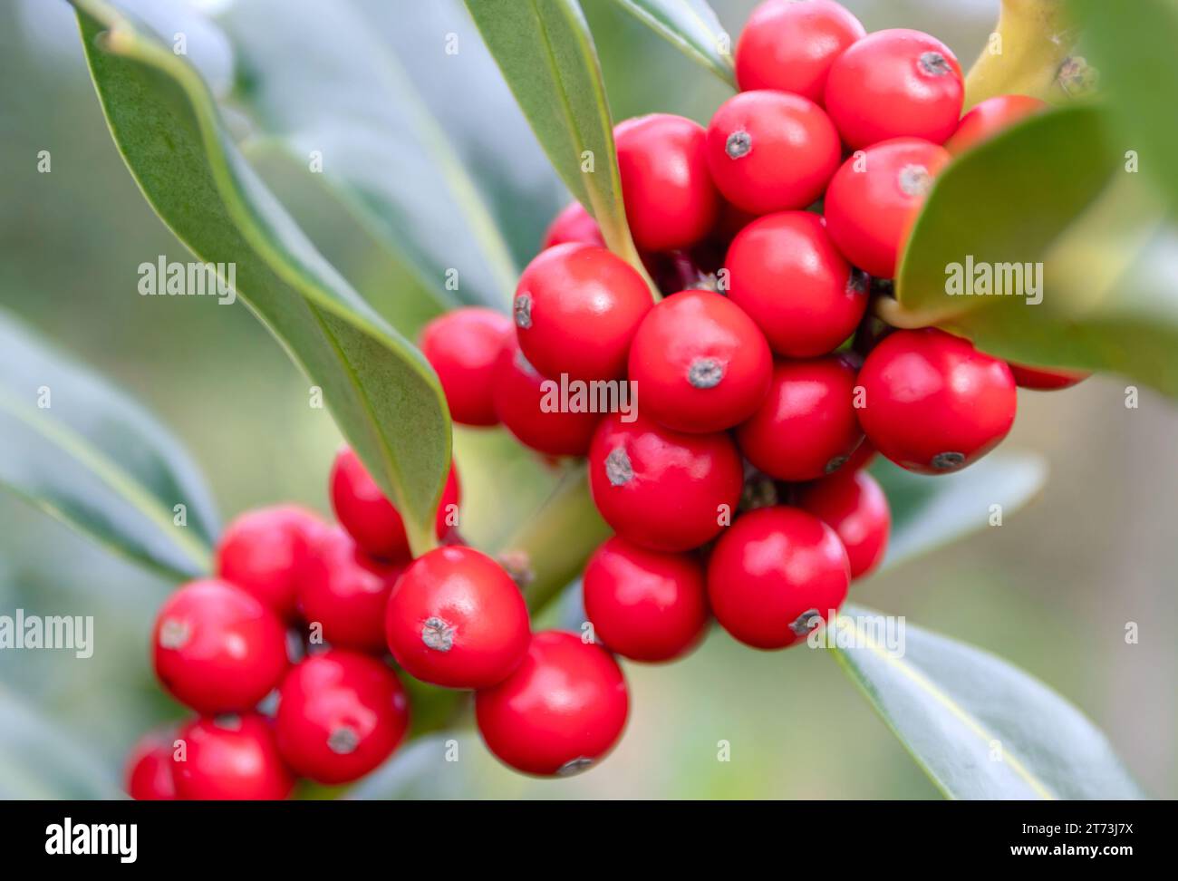 Branche de houx de Noël avec des baies rouges sur le fond flou. Ilex aquifolium ou acebo plante. Banque D'Images