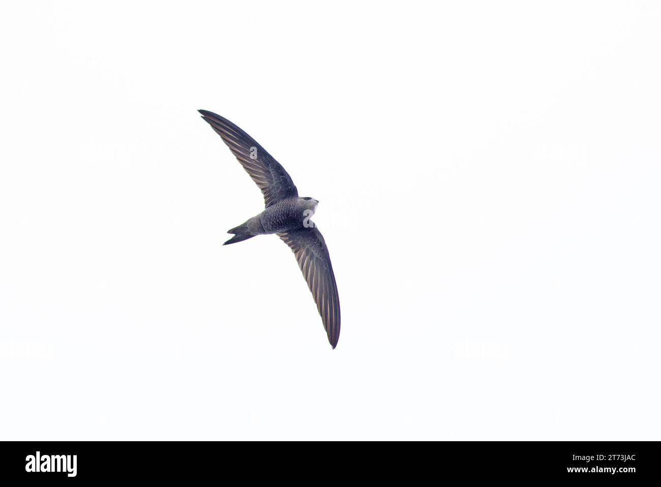 Il est à Pallid Swift (Apus pallidus) Winterton Norfolk le 2023 novembre Banque D'Images