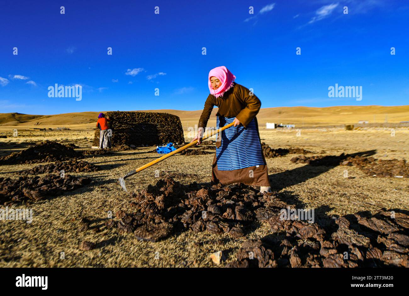 (231113) -- LHASSA, 13 nov. 2023 (Xinhua) -- Une herdswoman fabrique des gâteaux de bouse de vache qui seront utilisés comme combustible de chauffage dans un pâturage d'hiver dans le village de Dabug, dans le comté de Damxung, dans le sud-ouest de la Chine, la région autonome de Xizang, le 10 novembre 2023. Le comté de Damxung, qui signifie « pâturage soigneusement sélectionné » en langue tibétaine, est situé au pied sud de la chaîne Nyainqentanglha, avec une altitude moyenne d'environ 4 200 mètres. Chaque mois de septembre, le villageois Yonten, âgé de 33 ans, et d'autres éleveurs migrent vers le nord vers les pâturages d'hiver inférieurs, pour échapper au froid extrême et au déficit en oxygène sur le plateau. WIT Banque D'Images