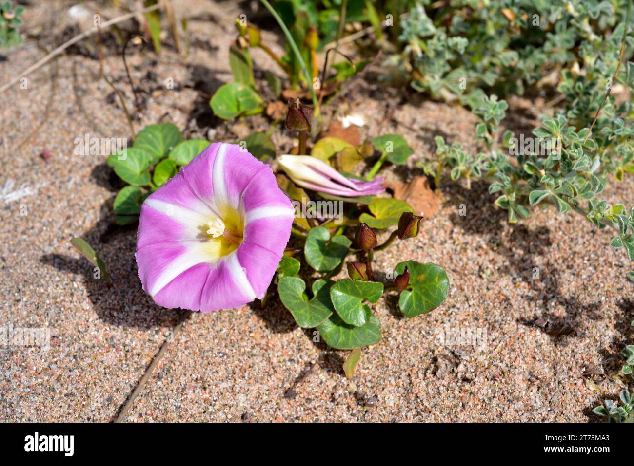 L'herbe à poux (Calystegia soldanella ou Convolvulus soldanella) est une vigne vivace originaire des côtes sablonneuses d'Europe, d'Asie et de l'ouest des États-Unis.Cette photo Banque D'Images