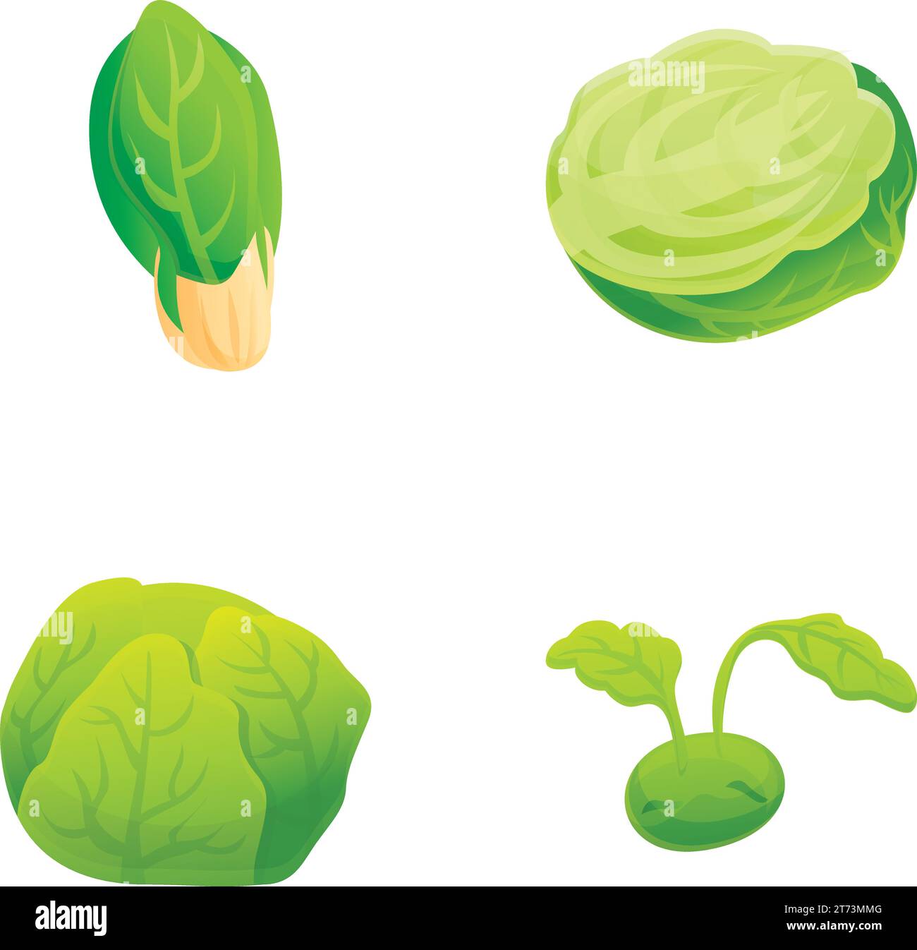 Différentes icônes de chou définissent le vecteur de dessin animé. chinois frais et chou blanc. Légume agricole biologique Illustration de Vecteur