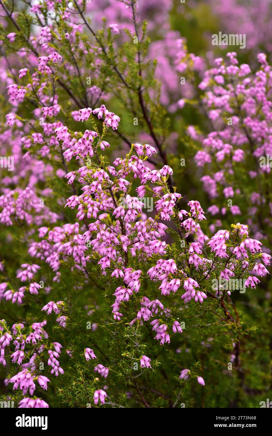 La bruyère espagnole (Erica australis) est un arbuste endémique de l'ouest de la péninsule ibérique et du nord du Maroc. Cette photo a été prise à Leitariegos, Leon, Casti Banque D'Images