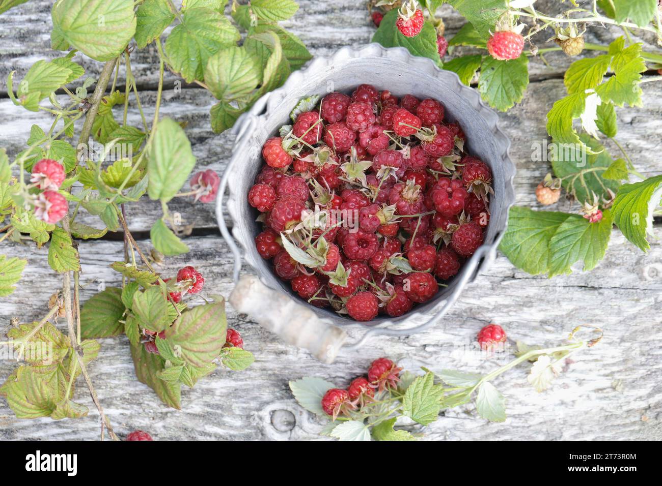 Himbeer-Ernte, Wilde Himbeeren ernten, sammeln, pflücken, Himbeerernte, Wilde Himbeeren à Sammeleimer, Wilde Himbeere, Himbeere, Himbeeren, Früchte, Banque D'Images