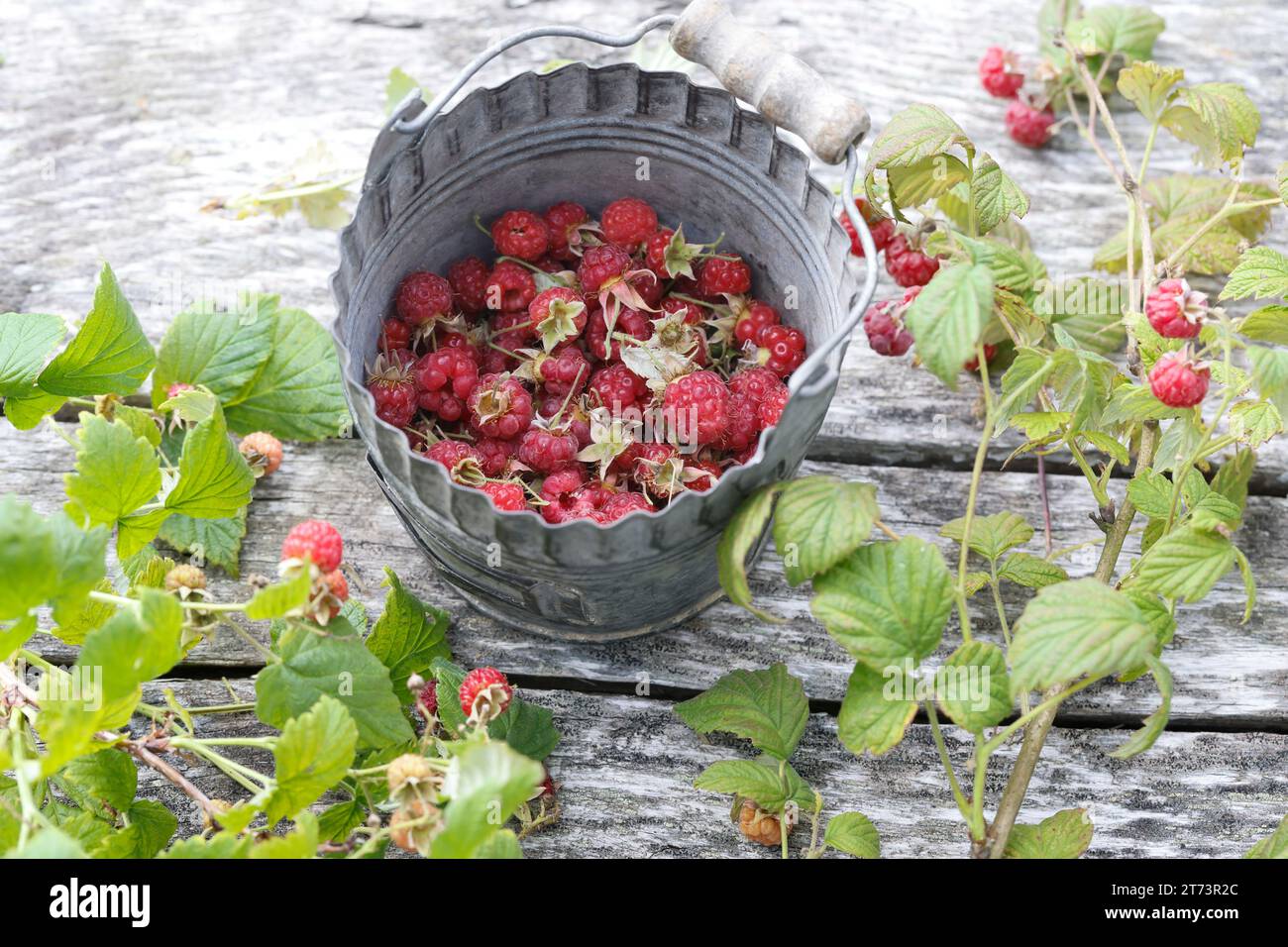 Himbeer-Ernte, Wilde Himbeeren ernten, sammeln, pflücken, Himbeerernte, Wilde Himbeeren à Sammeleimer, Wilde Himbeere, Himbeere, Himbeeren, Früchte, Banque D'Images