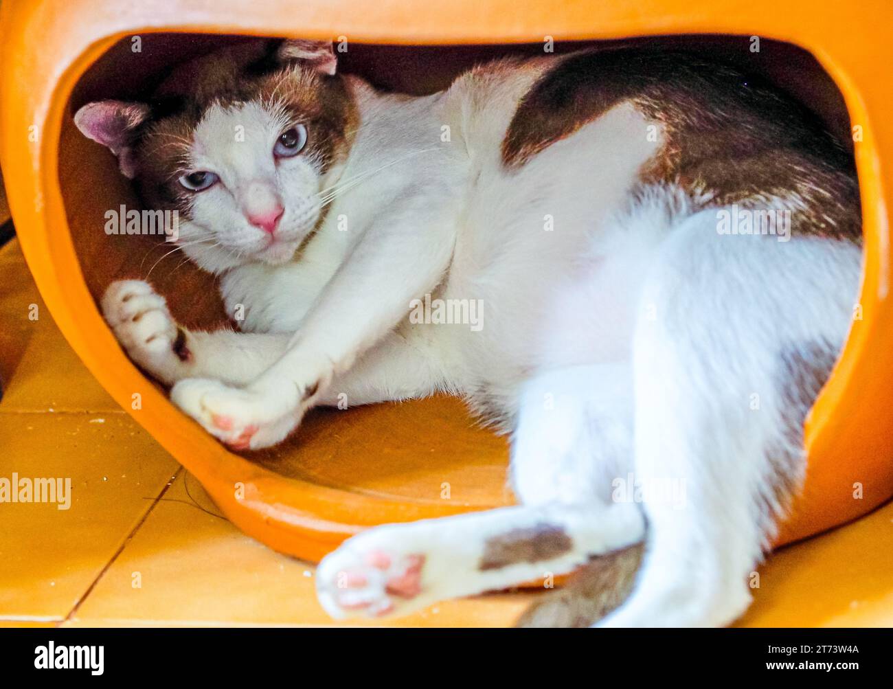 Un chat domestique blanc et brun mignon est confortablement enroulé à l'intérieur de son abri moderne en plastique orange regardant dehors. Banque D'Images