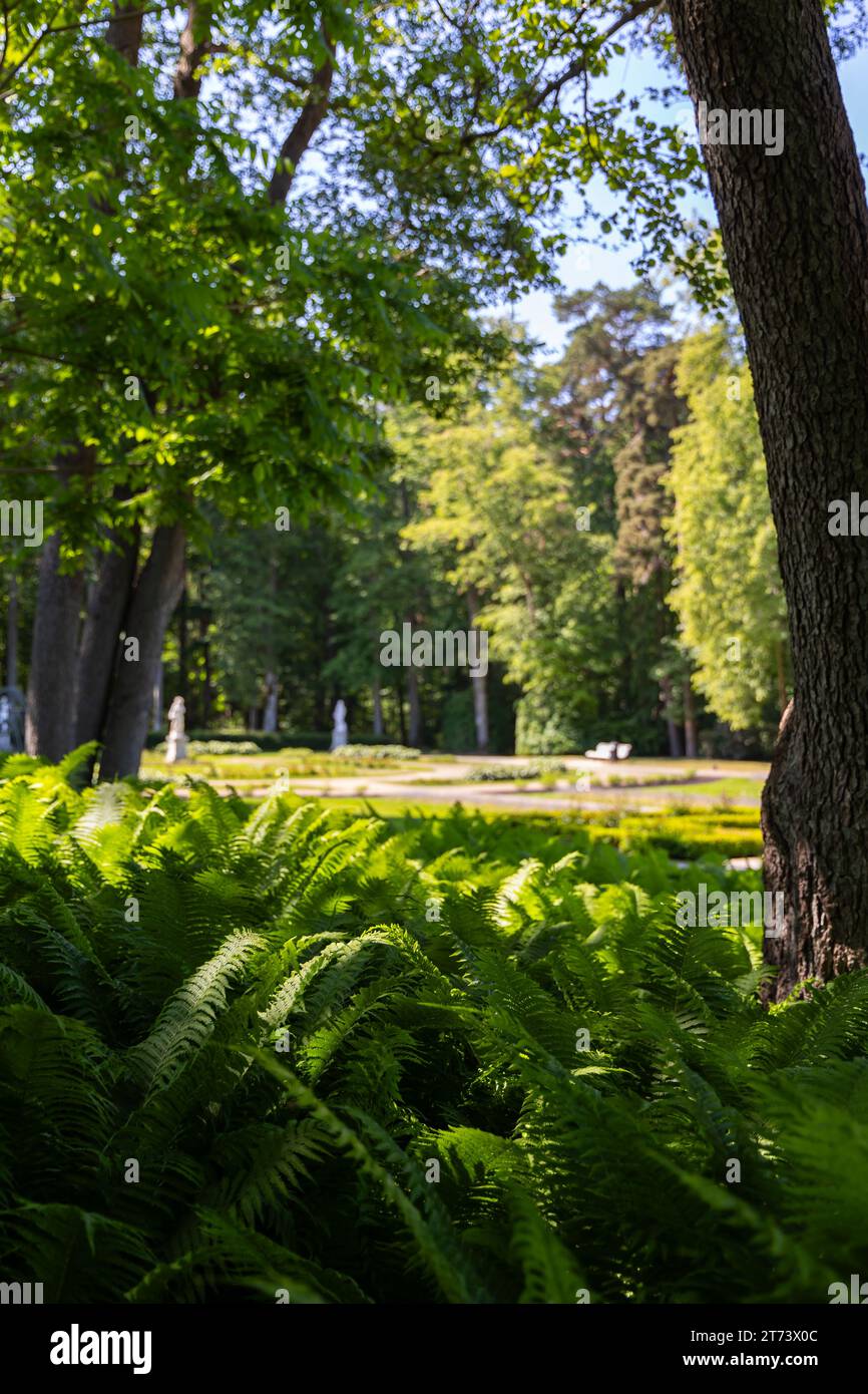 Gros plan de feuilles de fougères vertes dans un parc de la ville. Plantes visibles au premier plan, arrière-plan flou. Photo prise par une journée ensoleillée, plantes placées dans le SH Banque D'Images