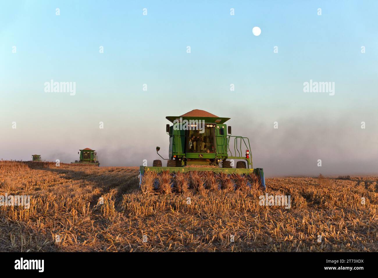 John Deere combine STS 9670, rotor à balles, récolte de céréales Sorgho 'Sorgho vulgare', soleil couchant, lune montante. Banque D'Images