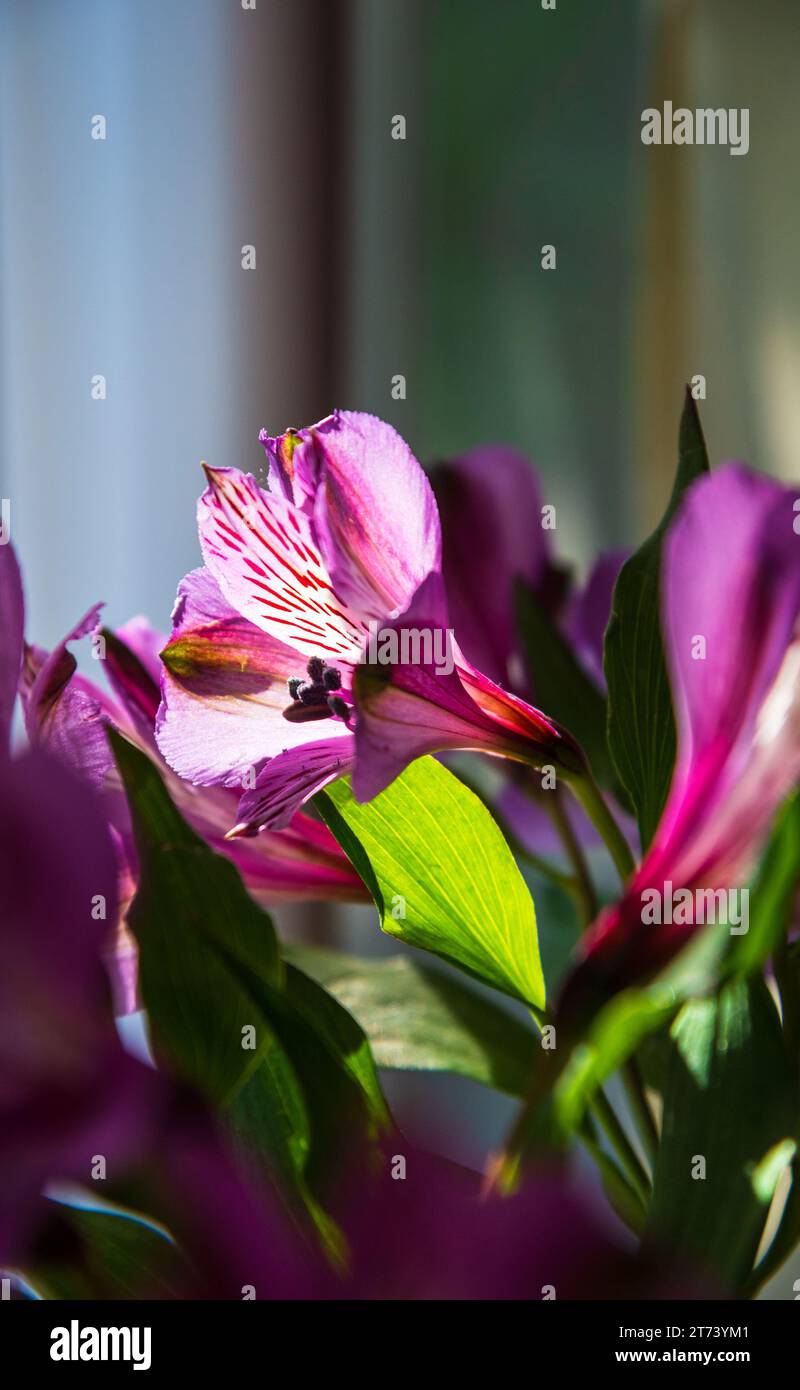 Vieillissement et solitude. Décoloration belle fleur de lys entre la lumière et l'ombre. Fond de fleurs funéraires. Amour perdu, chagrin, mémorial, concept de deuil Banque D'Images