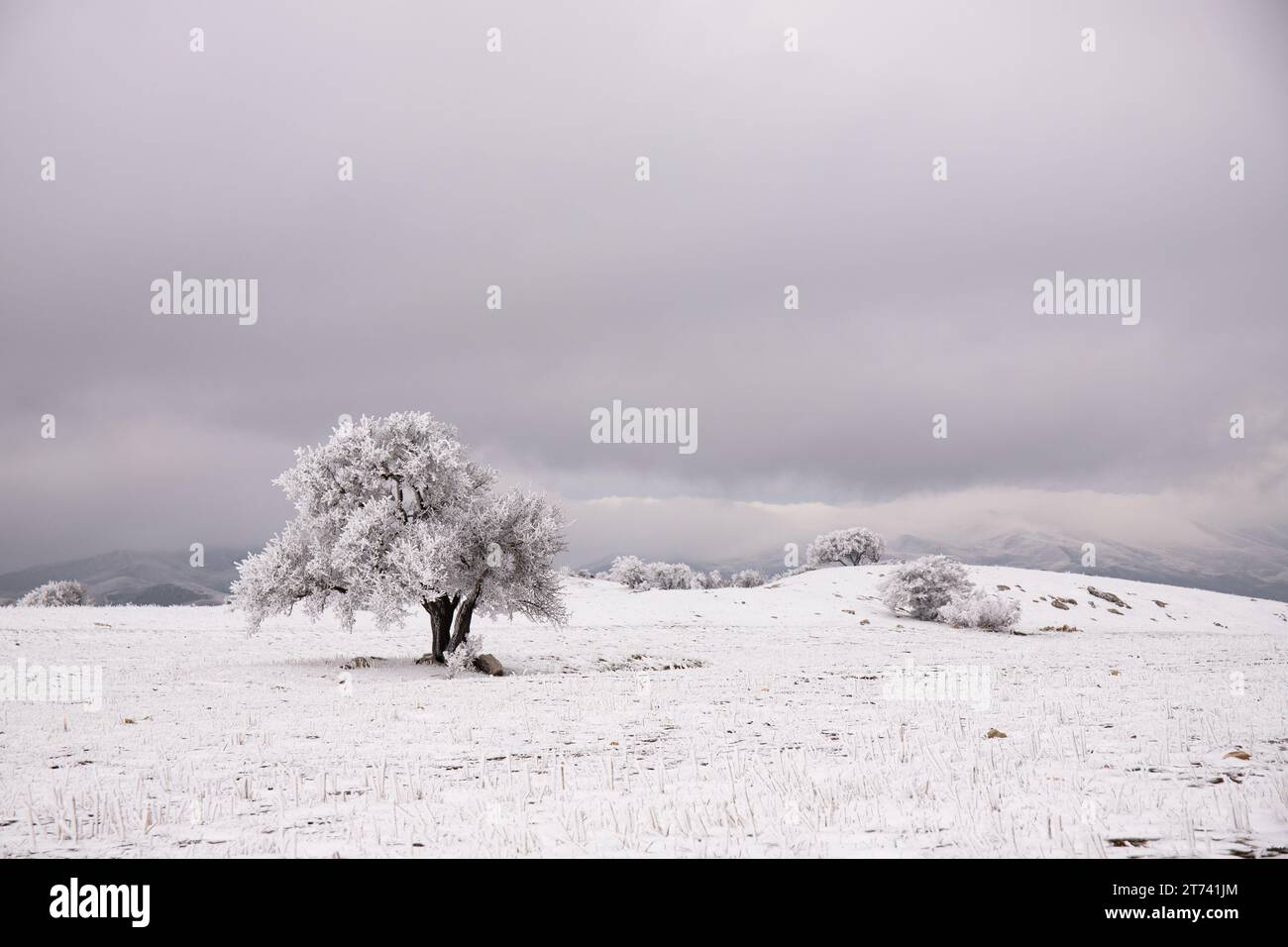 Arbres solitaires dans un champ couvert de belle neige. Banque D'Images
