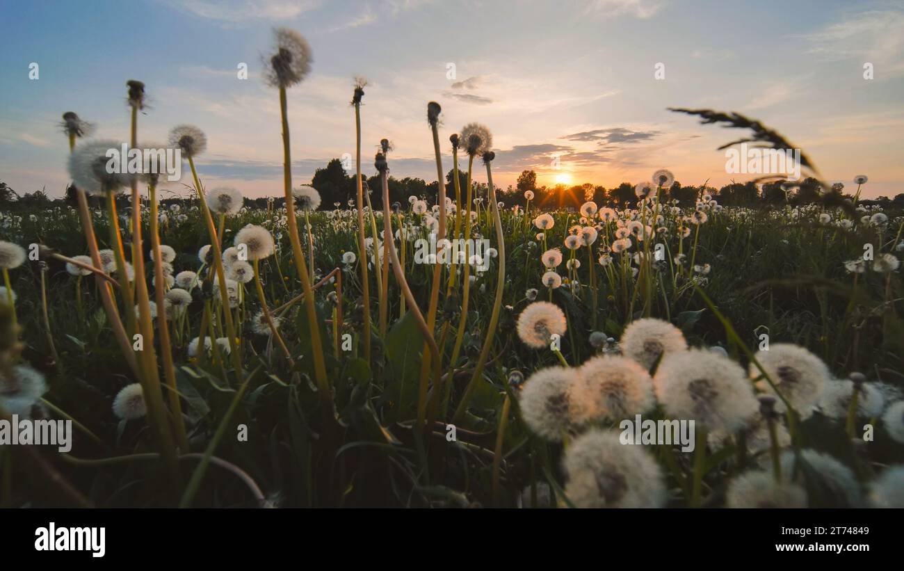 Une prairie de pissenlits un soir d'été au coucher du soleil. Vue en mouvement. Banque D'Images