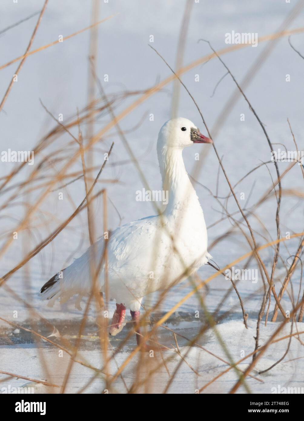 Un Ross Goose debout sur la glace Banque D'Images