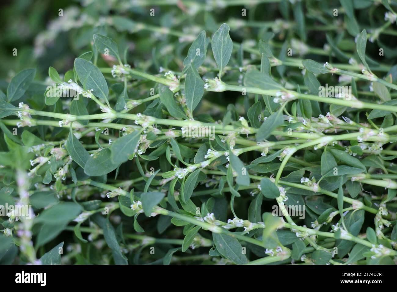 L'herbe de Polygonum aviculare pousse dans la nature Banque D'Images