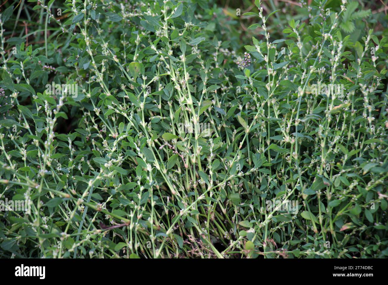 L'herbe de Polygonum aviculare pousse dans la nature Banque D'Images