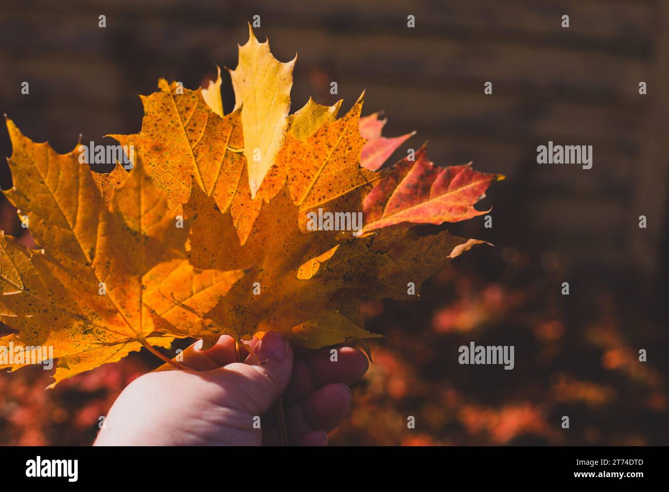 Une poignée de feuilles d'érable orange et jaune sur fond sombre. Banque D'Images