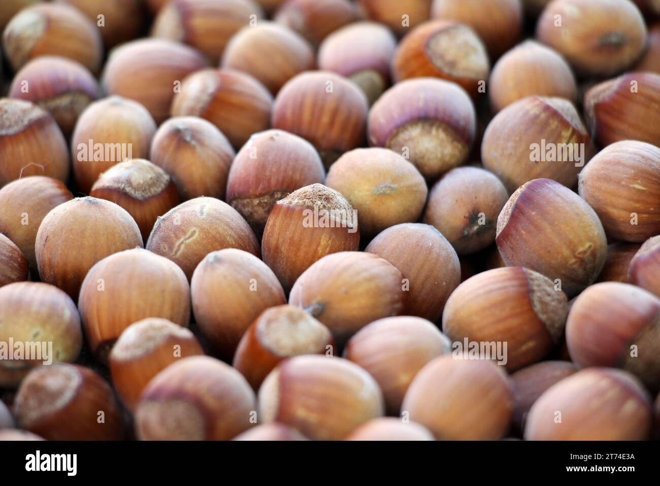 La récolte des fruits noisetiers est collectée sur le tas Banque D'Images