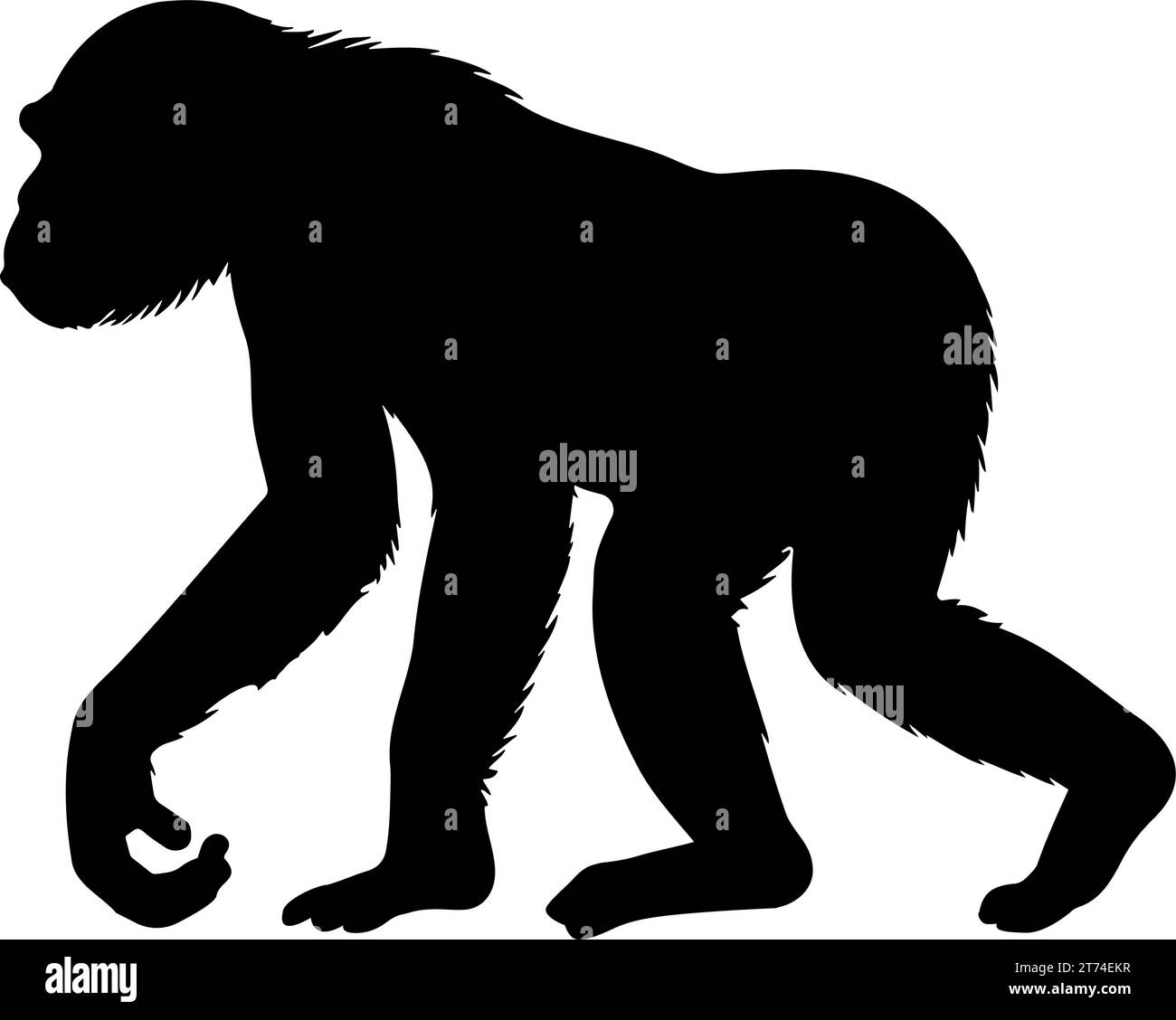 Silhouette de chimpanzé marchant. Illustration vectorielle Illustration de Vecteur