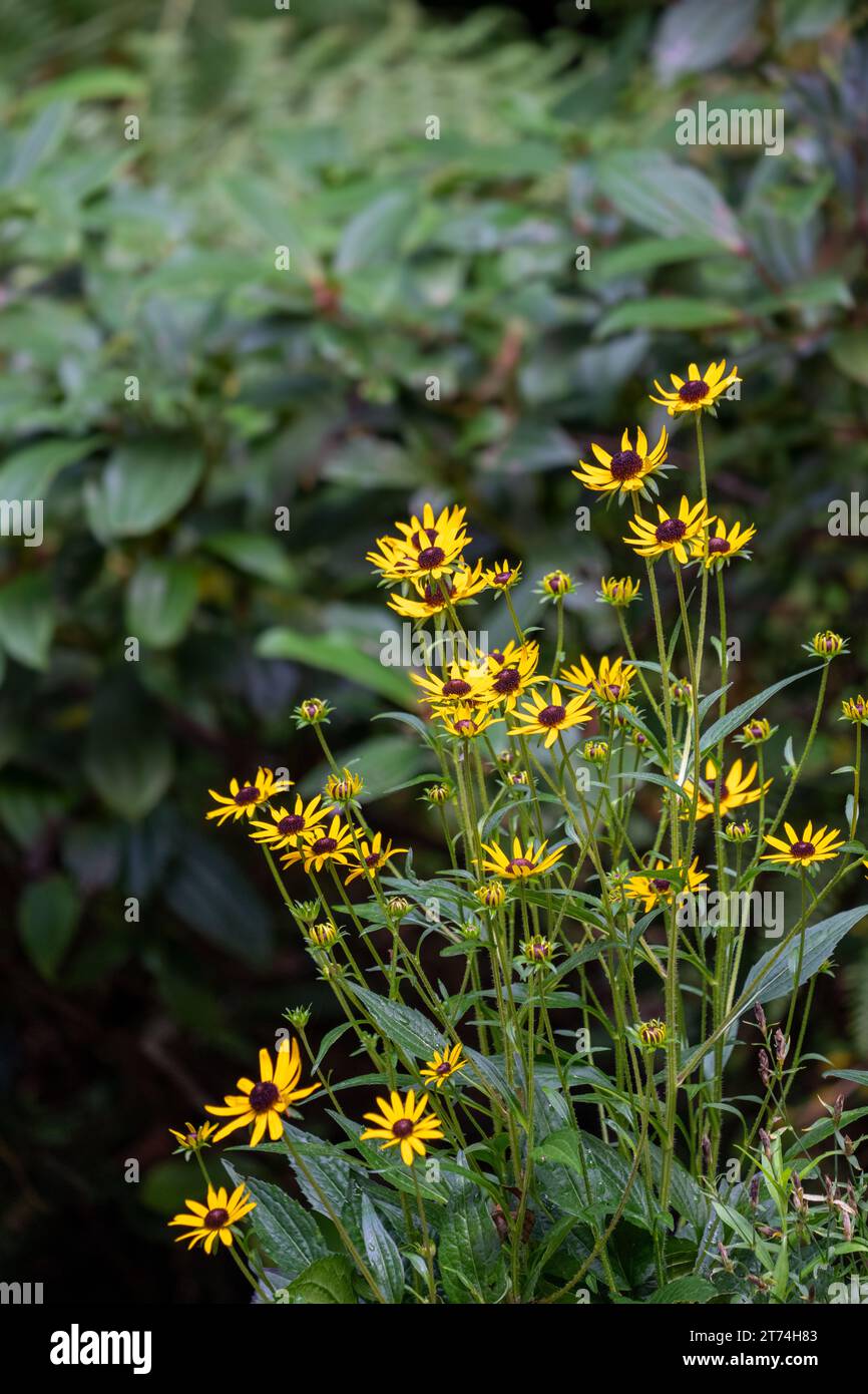 Issaquah, Washington, États-Unis. Nain Black-Eyed Susan fleurs en fleur Banque D'Images