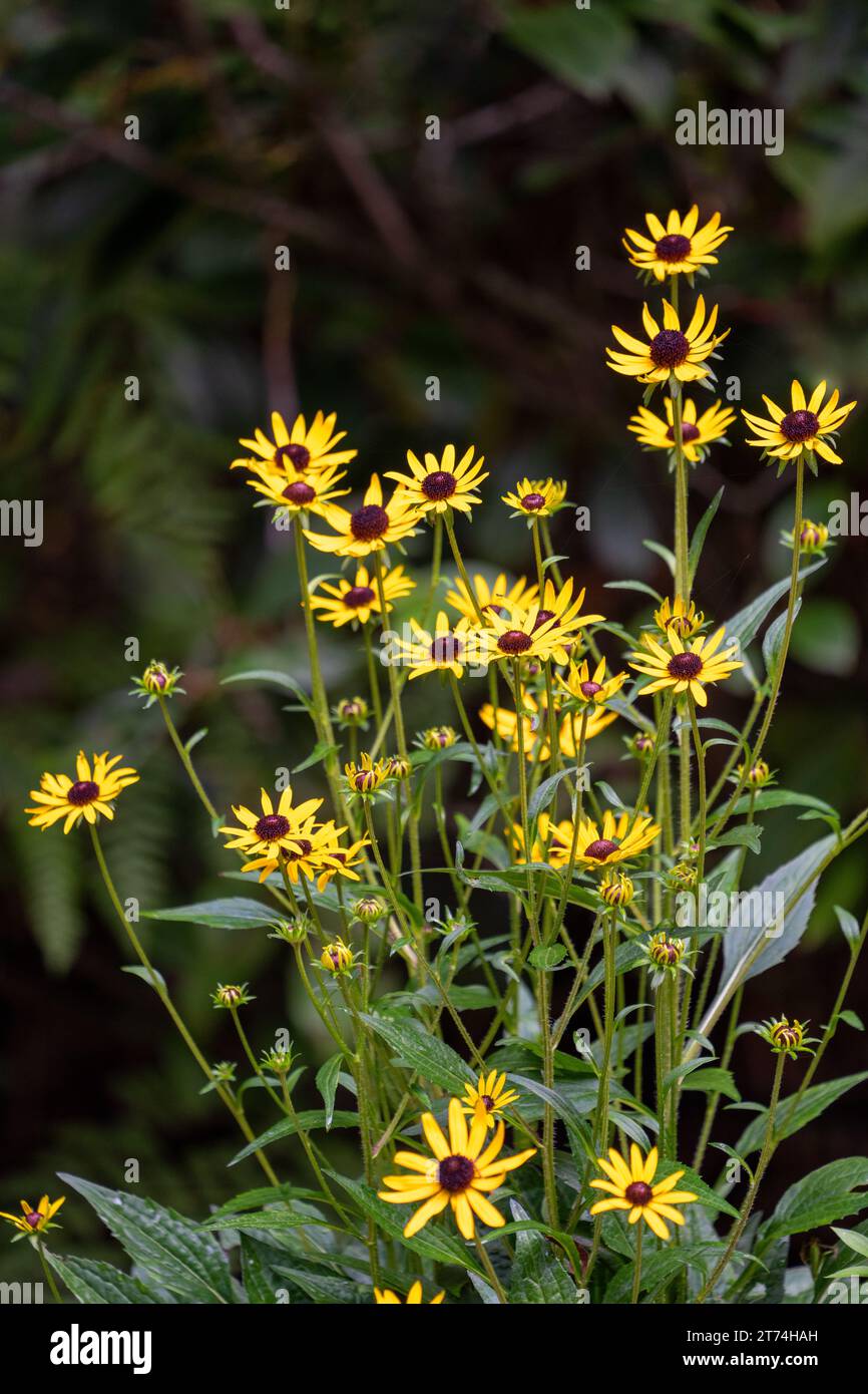 Issaquah, Washington, États-Unis. Nain Black-Eyed Susan fleurs en fleur Banque D'Images