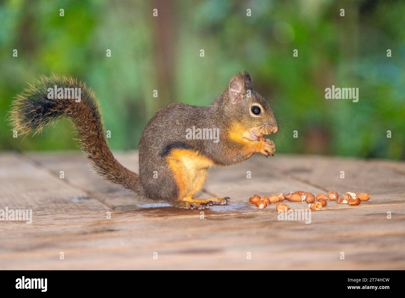 Issaquah, Washington, États-Unis. Douglas Squirrel farce plusieurs arachides dans sa bouche Banque D'Images