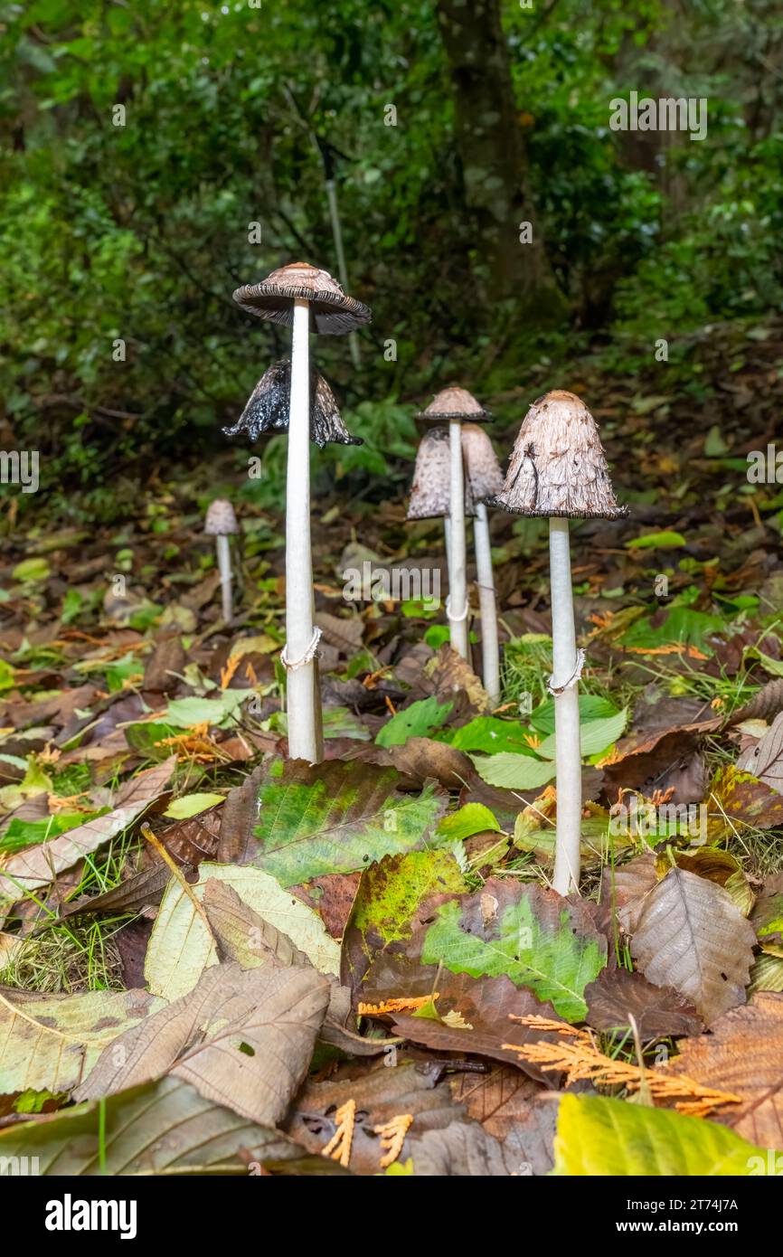 Issaquah, Washington, États-Unis. Smaggy Mane (Coprinus comatus) champignons comestibles poussant sur une pelouse. Également connu sous le nom de casquette d'encre shaggy ou perruque d'avocat. Banque D'Images