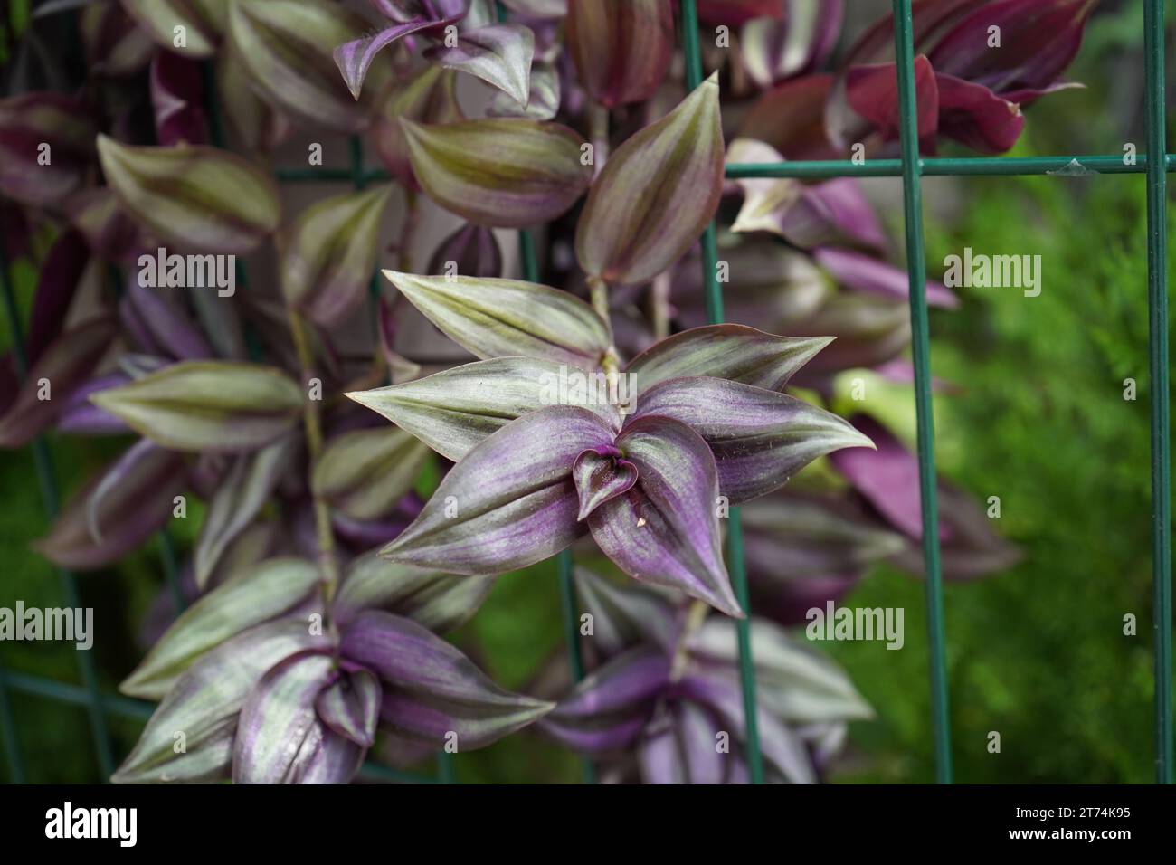 Plante de pouce d'argent ou juif errant (Tradescantia zebrina), anciennement connu sous le nom (Zebrina pendula) Banque D'Images