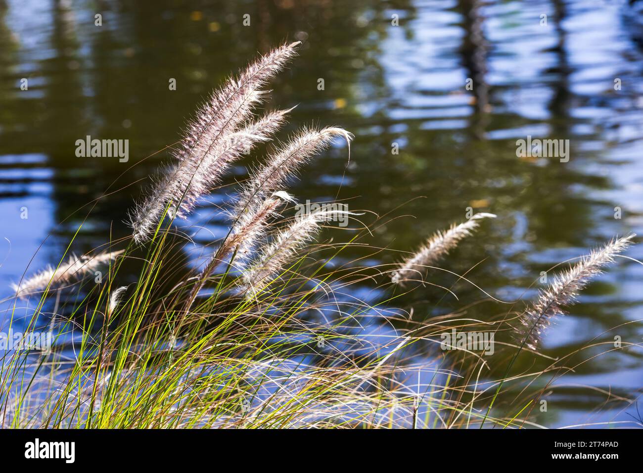 Fond naturel avec herbe côtière et eau de lac. Cenchrus setaceus, communément appelé cramoisi Fountaingrass Banque D'Images