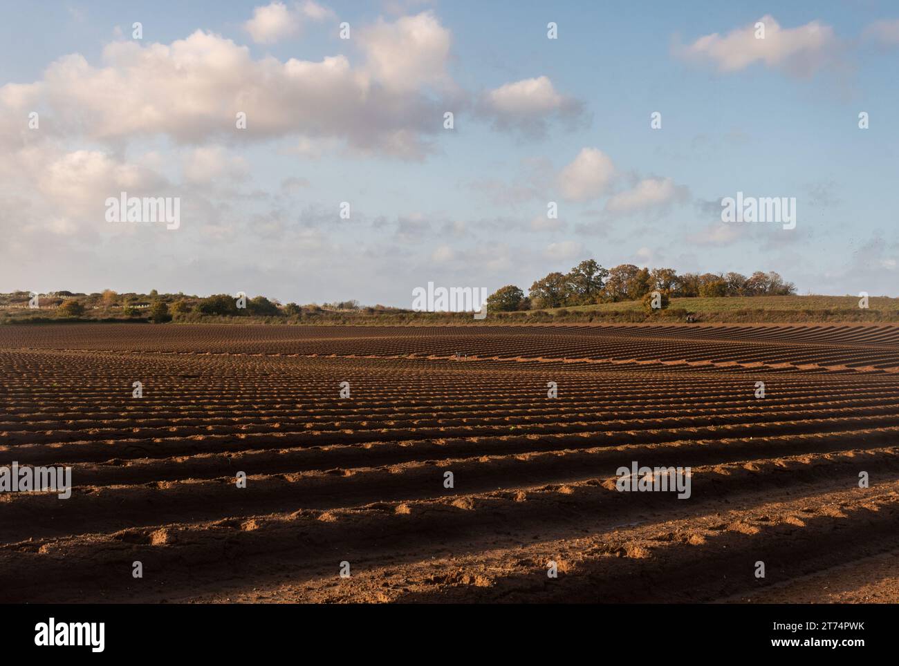 Champ labouré prêt pour la plantation d'arbustes fruitiers dans les crêtes, paysage agricole dans le Surrey Hills AONB pendant l'automne, Angleterre, Royaume-Uni Banque D'Images